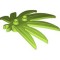 Finger Leaf Bright Yellowish Green